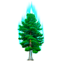 RingingCedar